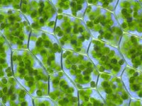 /album/fotogaleria-microscopi0/images-4-jpg/
